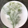 A fresh sprig of dill with feathery green leaves and yellow-green flower clusters on a white plate.