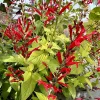 A close-up of a herb plant with red tubular flowers and bright green leaves.