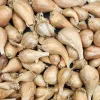 A close-up of various shallots with light brown and beige skin, showcasing their teardrop shapes and natural textures.