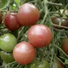 A cluster of tomatoes on a green vine, including two shiny reddish-brown tomatoes and one glossy green tomato.