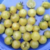 A blue container filled with small, round, yellow tomatoes, some whole and others halved to show their interior.
