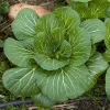 Close-up of a vibrant bok choy plant with broad, dark green leaves and prominent veins, set against a soil background.