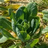 Close-up of a lush komatsuna plant with large green leaves and pale yellowing edges, surrounded by dry straw and fallen leaves in a garden.