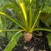 A close-up of a beet plant with a round, brown root partially exposed above dark soil, surrounded by bright green leaves and yellow stems.