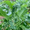 A close-up of a healthy Calabrese broccoli plant with green buds and large, textured leaves, covered in water droplets, growing in a garden.