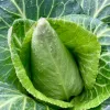 Close-up of a Caraflex cabbage with a conical center surrounded by layered green leaves, glistening with droplets of water.