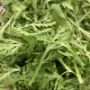 Close-up of fresh chrysanthemum greens with jagged leaves, showcasing their vibrant green color and moisture.