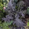 Close-up of frilly dark purple kale leaves with green plant foliage in a garden.
