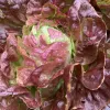 Close-up of a red lettuce head, featuring deep red to burgundy leaves with water droplets, tightly wrapped around a lighter green core.