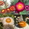 )rn-Strawflower-mix
