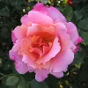A full-bloom pink rose with layered petals transitioning from light pink to a vibrant pink, surrounded by green foliage.