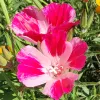 Bright reddish pink and pale pink cup-like flowers