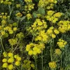 Many umbels of tiny yellow flowers