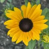 Daisy type flower with golden yellow petals and brown center
