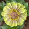 Lime green zinnia flower with peach blush