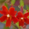 Bright orange-red five-petaled tubular flowers 