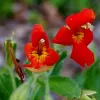 Bright red-orange flowers