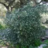 Large dark green bush with small, creamy flowers 