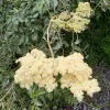 Dense clusters of small starry off-white flowers in front of green serrated leaves