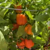 Bright orange bell peppers on a healthy bright green plant