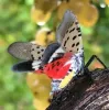 Spotted lanternfly UC IPM