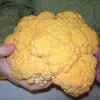 Orange cauliflower