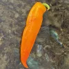 Long orange-gold pepper