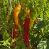 Long skinny peppers on plant ranging from yellow to red