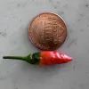 Tiny red chile next to a penny to show they are the same size