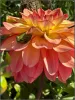 Peach and yellow dahlia with a small green frog resting in the petals