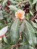 Peach flower and relaxing leaves of a rhododendrum.