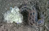 Tiger Slug with a cluster of white eggs in a sandbox.