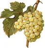 diamond muscat grapes