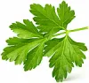 Parsley leaf