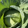 head of cabbage