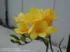Freesia with a cluster of bright yellow flowers with smooth, rounded petals. A few green buds are visible on the same stem, and the background is a plain, light-colored wall, keeping the focus on the flowers.