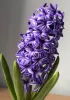 A cluster of vibrant purple hyacinth blossoms rises from green leaves, each flower forming a star-shaped bloom tightly packed along the stem.