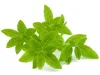 A cluster of bright green, lance‑shaped leaves arranged in star‑like whorls. The leaves have fine veins and a soft texture, giving the plant a fresh, vibrant appearance against the clean white background.