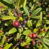 Dense clusters of green leaves with large red to black berries