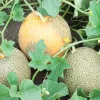 cantalope on the vine