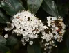 A cluster of small white viburnum flowers forming rounded blooms, set against dark green, glossy leaves.