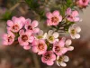 Clusters of small pink and white wax flowers with glossy petals and tiny red centers, arranged on slender green stems with fine, needle‑like leaves.