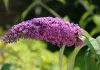 Purple blossoms of Buddleia (Butterfly Bush) arching gracefully in the summer sun