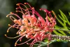 A cluster of delicate pink and red tubular flowers with long, curved stamens, set against soft greenery and sunlight.