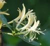 A cluster of pale yellow, tubular honeysuckle blossoms with long, delicate stamens set against a soft green background.