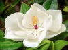 A large white magnolia flower with smooth petals and a golden center, surrounded by glossy green leaves.