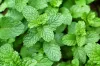 Bright green mint leaves with textured, serrated edges clustered closely together, showing the plant’s fresh and vibrant growth.