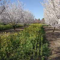 Mustard growing in orchard