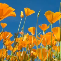 up close image of California poppies