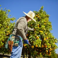Person picking citris fruit from a tree